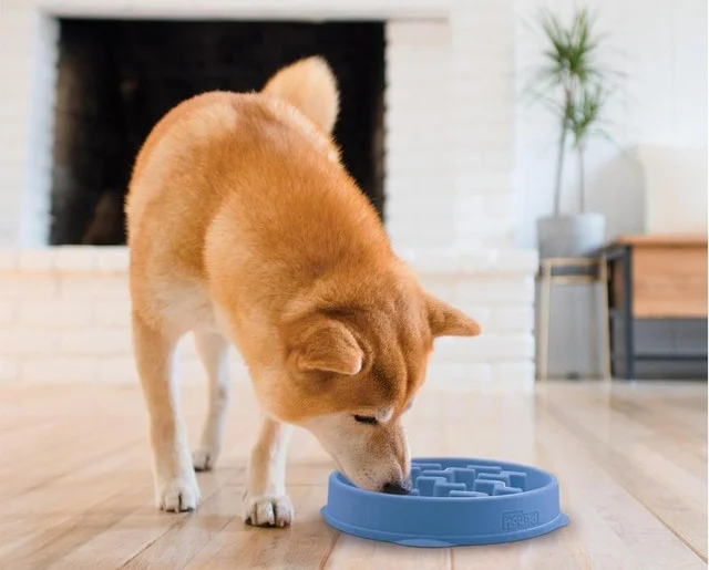 Dog eating from a blue bowl